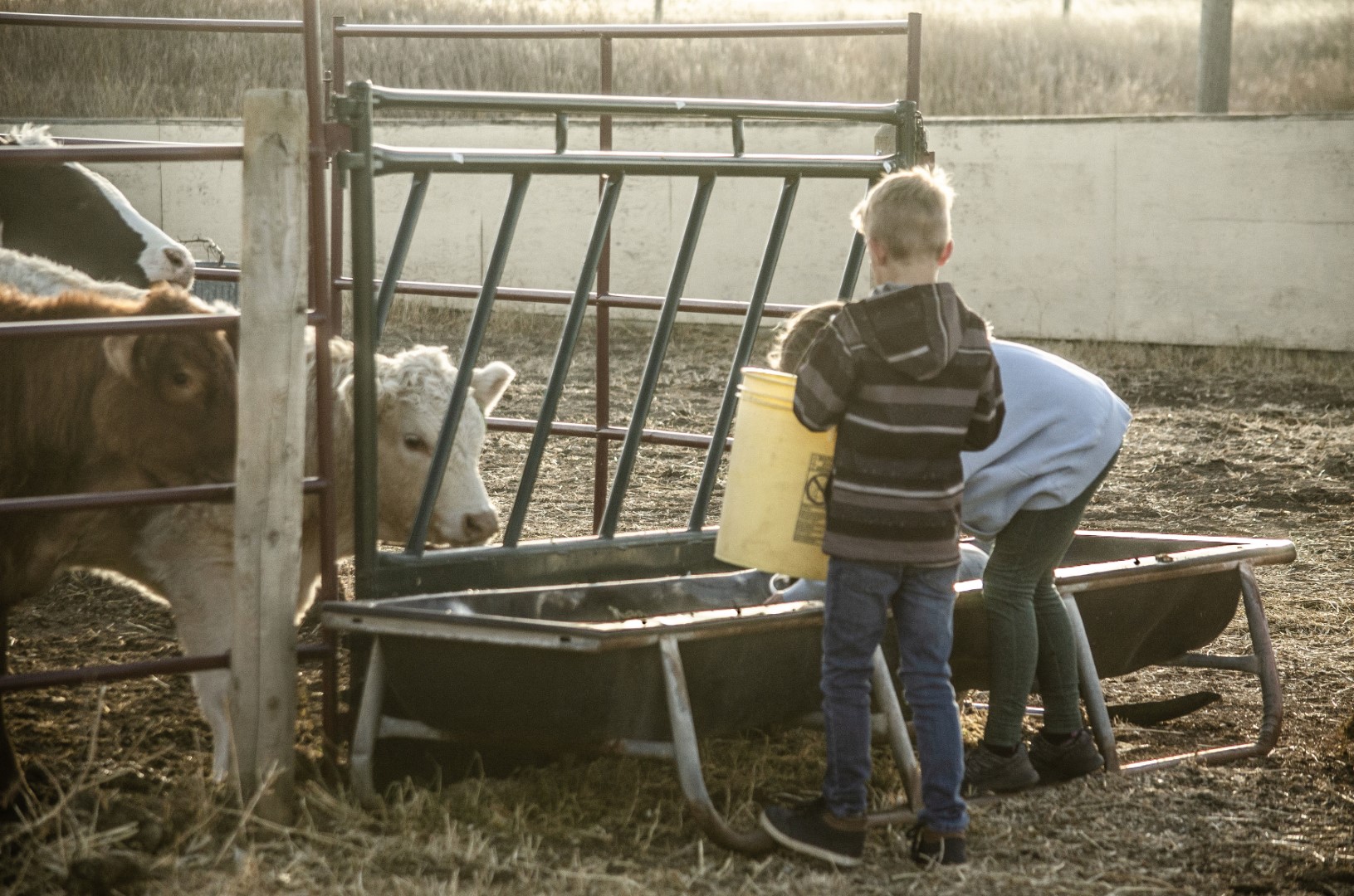 Altario school cows getting fed by two students